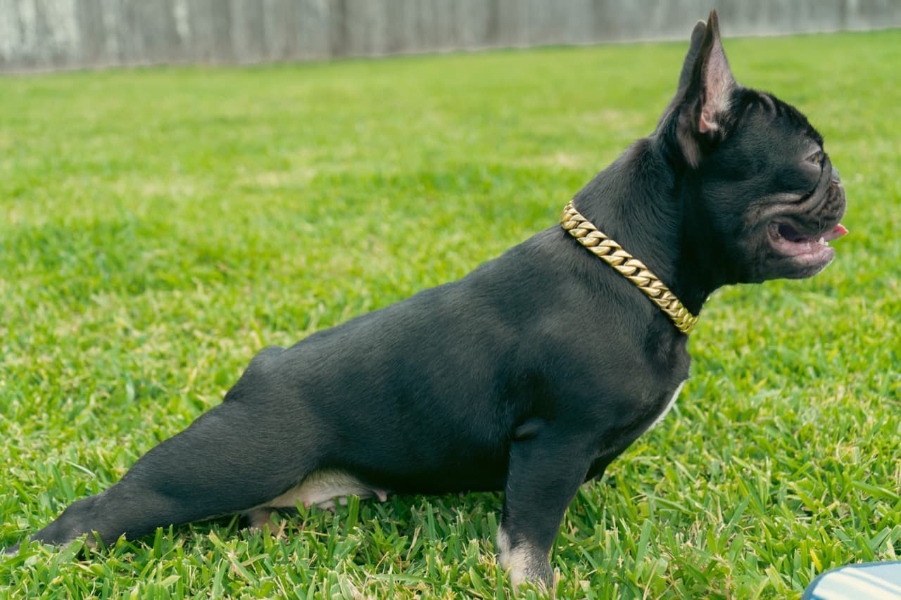 Mazi, a black French Bulldog wearing a gold chain on grass