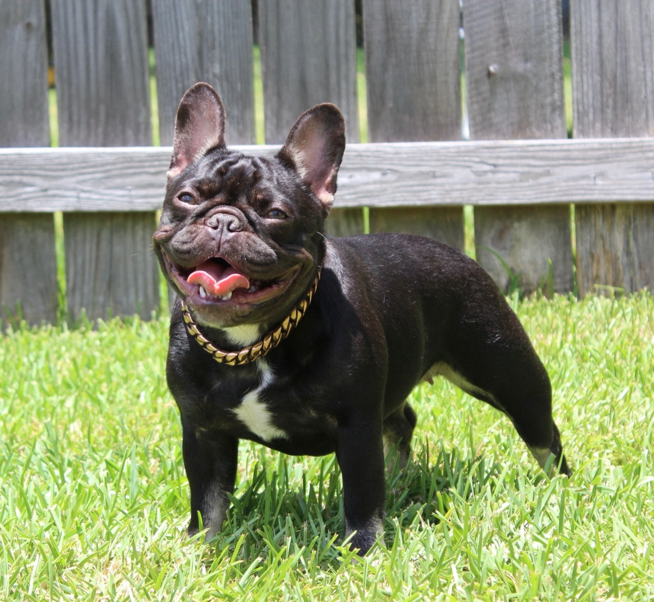 Mazi, Mazi wearing a gold chain on grass in front of a wooden fence