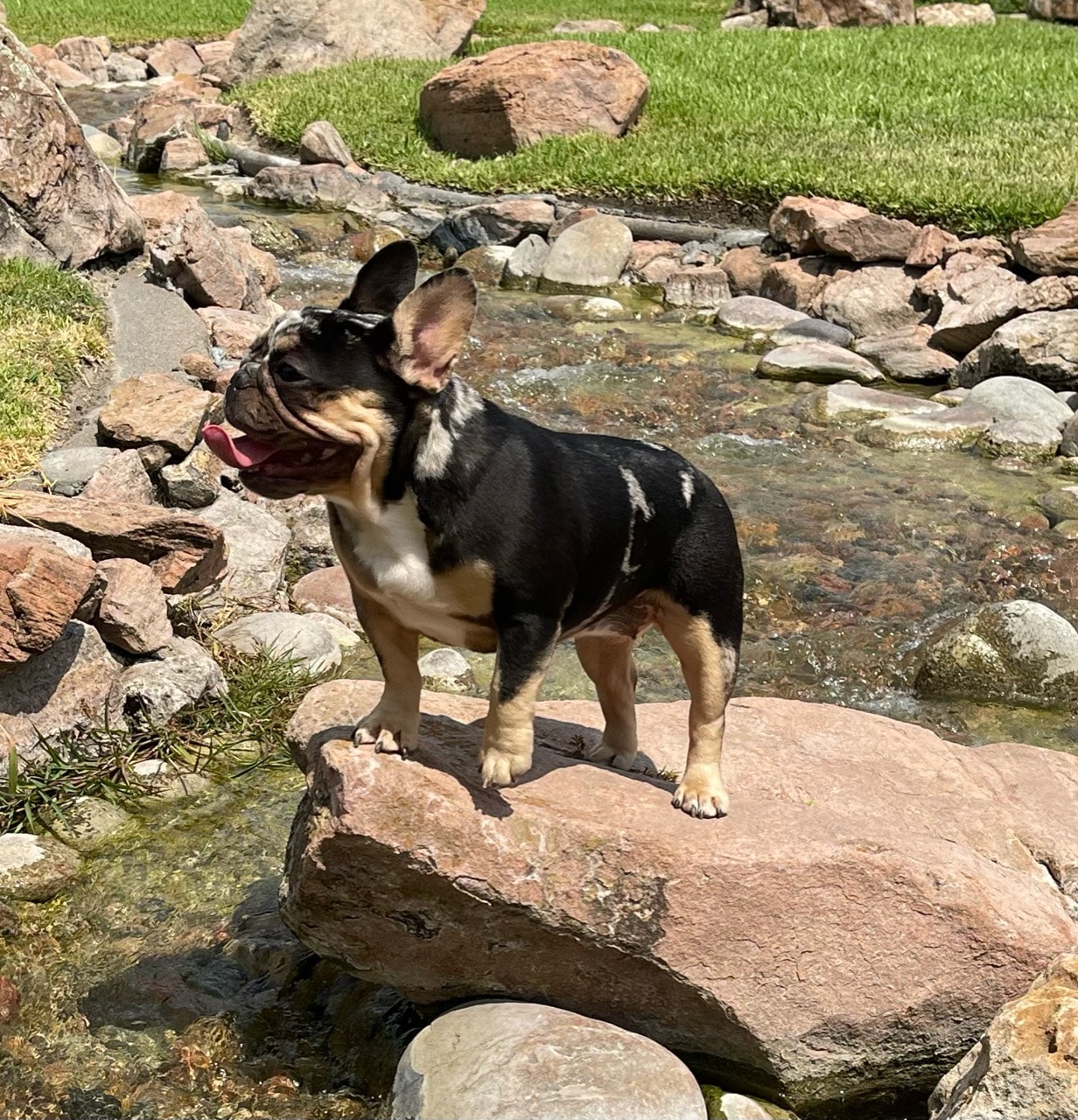 A black-and-tan French Bulldog standing on a rock over a stream