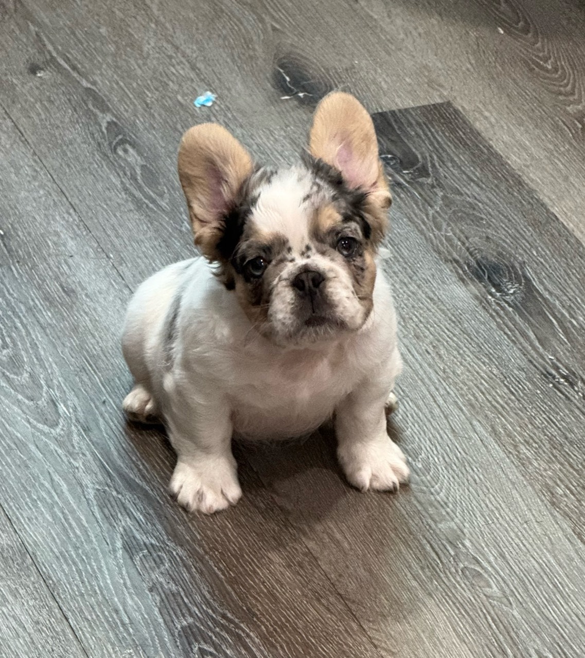 Uno, Fluffy merle French Bulldog puppy sitting on an indoor floor